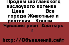 Продам шотланского вислоухого котенка › Цена ­ 10 000 - Все города Животные и растения » Кошки   . Чувашия респ.,Алатырь г.